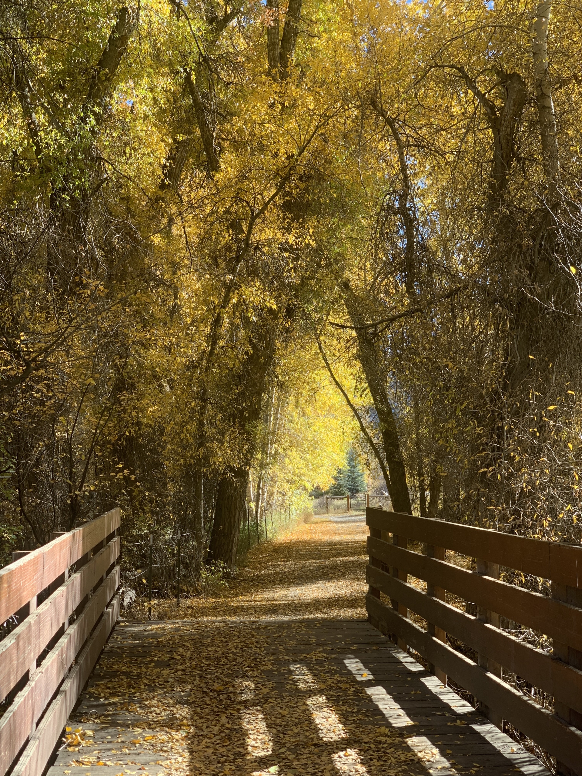 Fall colors in Park City, Utah during October